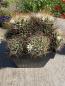 Preview: Mammillaria dolichothele albescens